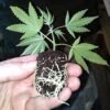 Buy Fire OG Auto Seeds Online Europe Buy Fire OG Auto Seeds Online Netherlands Where To Buy Fire OG Auto Seeds Online Netherlands Buy Cannabis Auto Seeds Online Thailand